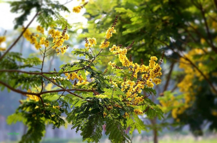 Tập Viện có mấy Cây Tương Tư