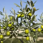 Tại sao có nơi người ta dùng cành ôliu vào Chúa Nhật Lễ Lá