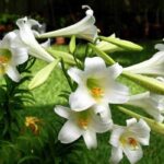 Hoa Huệ – Hoa Tháng Ba