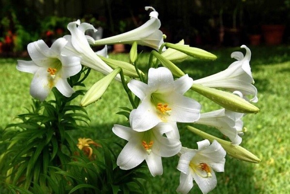 Hoa Huệ – Hoa Tháng Ba