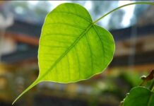 Chiếc Lá Trong Tay Người