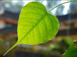 Suy niệm chung tháng 3/2026 -Lạy chúa! Xin hãy dùng chúng con như khí cụ bình an của chúa