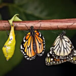 Ước Gì Ánh Sáng Quanh Tôi Thành Đêm Tối