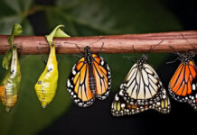 Cứ lớn đi đừng sợ