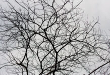 Đừng đánh giá cái cây khi bạn nhìn nó chỉ một mùa