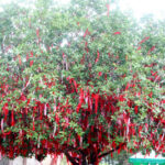 “Cây Đa Nguyện Ước”