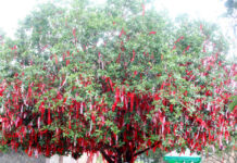 “Cây Đa Nguyện Ước”