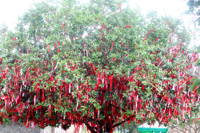 “Cây Đa Nguyện Ước”